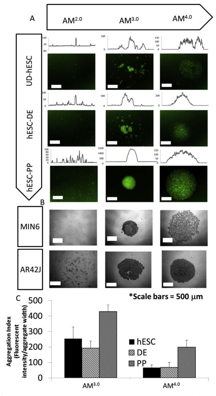 图 3:Amikagel 诱导 hESC-PP 自发聚集的特异性