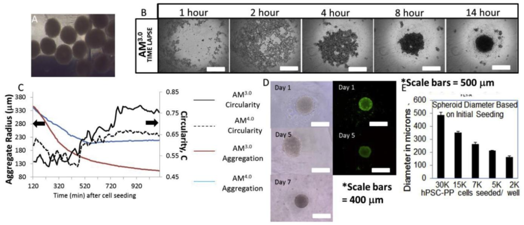 图 4:hESC-PP 类球体的聚集动力学与尺寸可控性