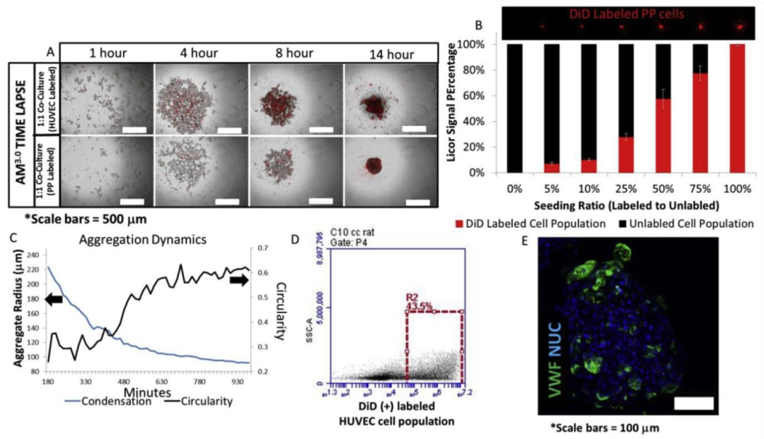 图 6:hESC-PP 类球体的胰腺表型验证