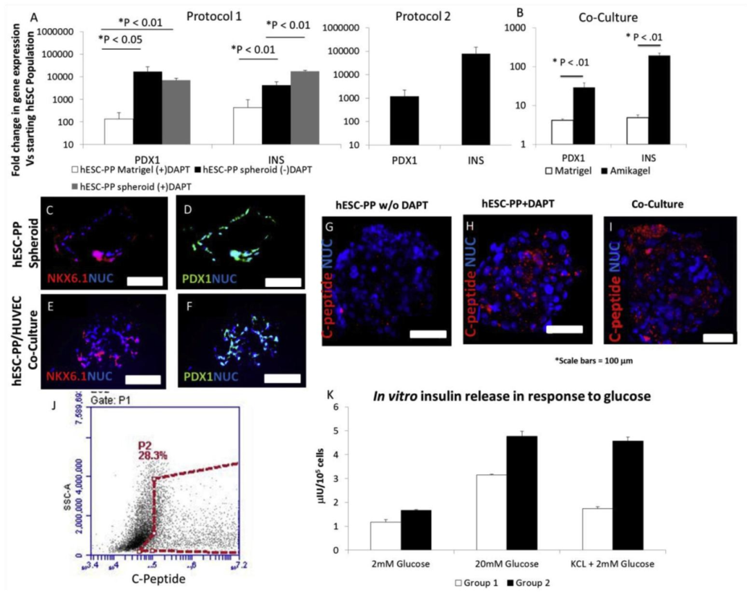 图 7:胰岛类器官的功能成熟与 GSIS 验证