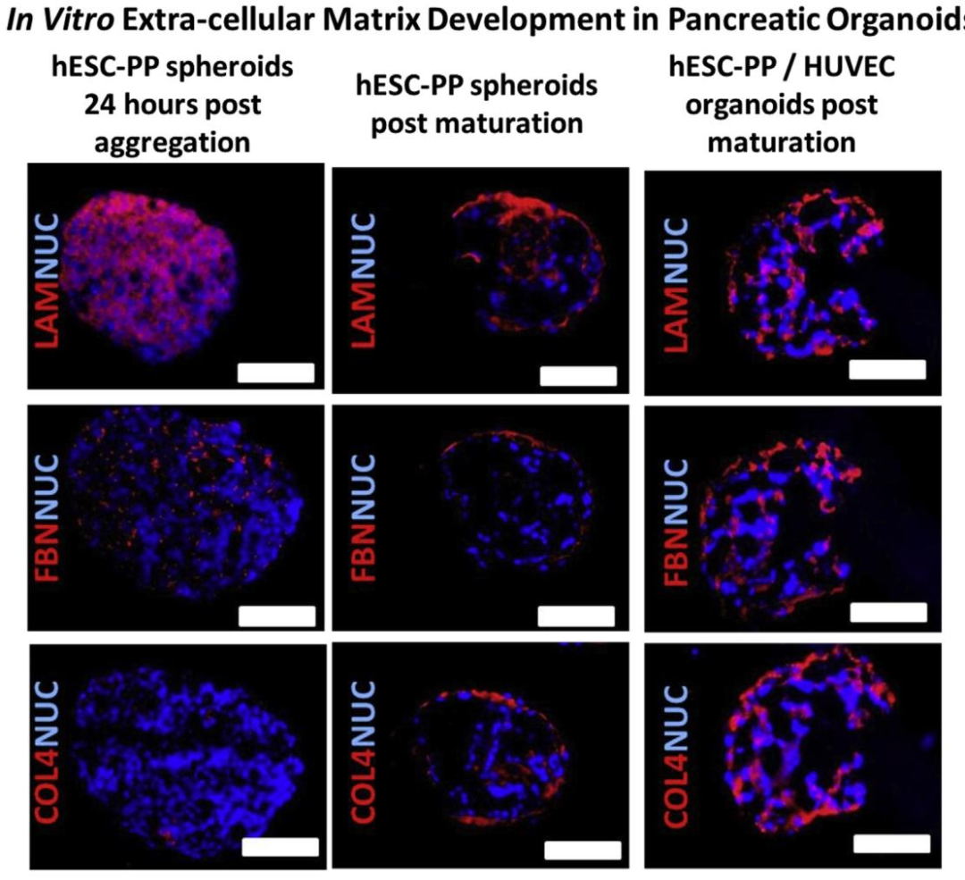 图 8:胰岛类器官的细胞外基质(ECM)分布