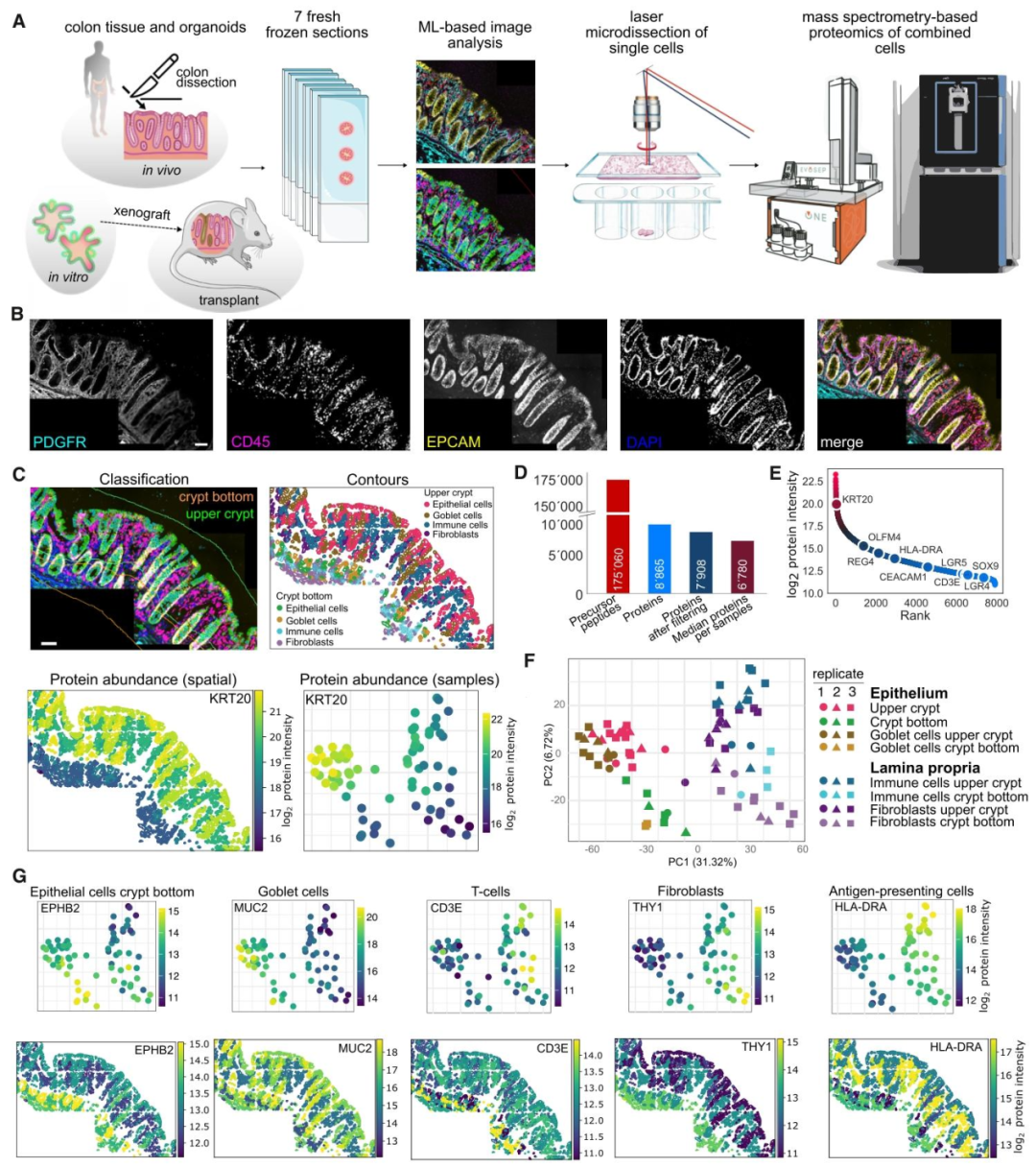 图 1：DVP 技术流程与人结肠组织的空间蛋白质组验证