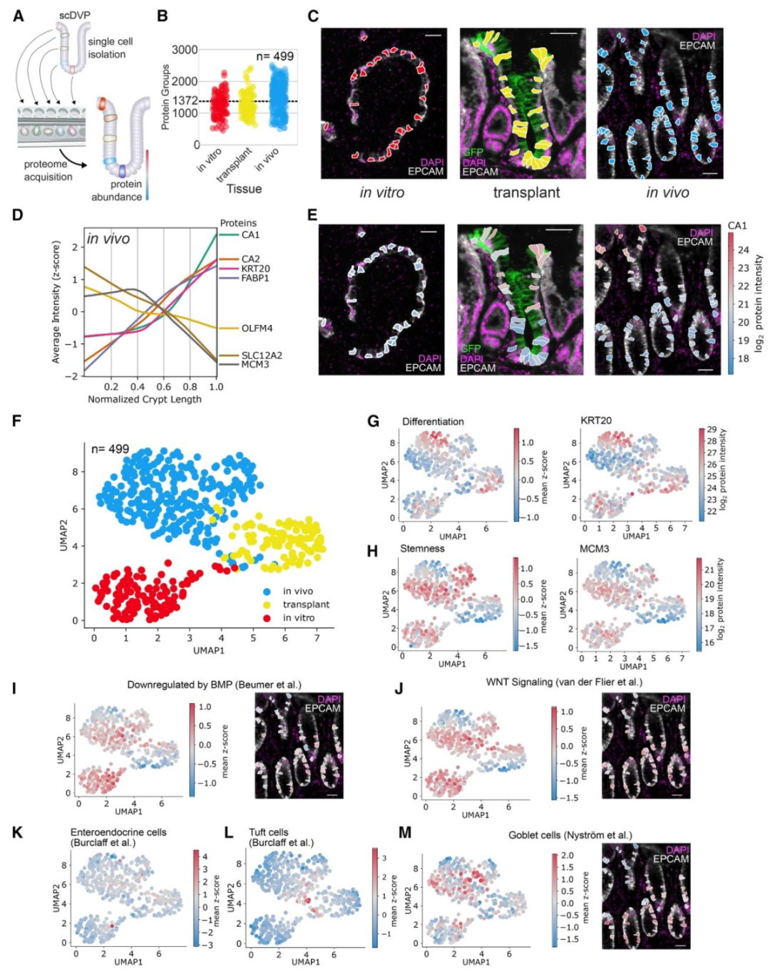 图 4：scDVP 解析结肠隐窝的分化梯度