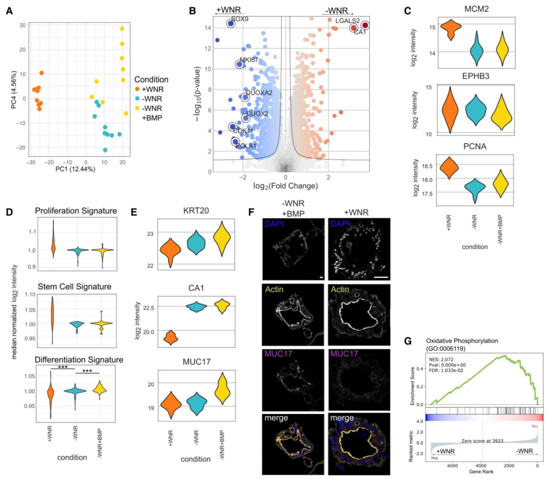 5.png  图 5：WNR 信号对类器官成熟的调控