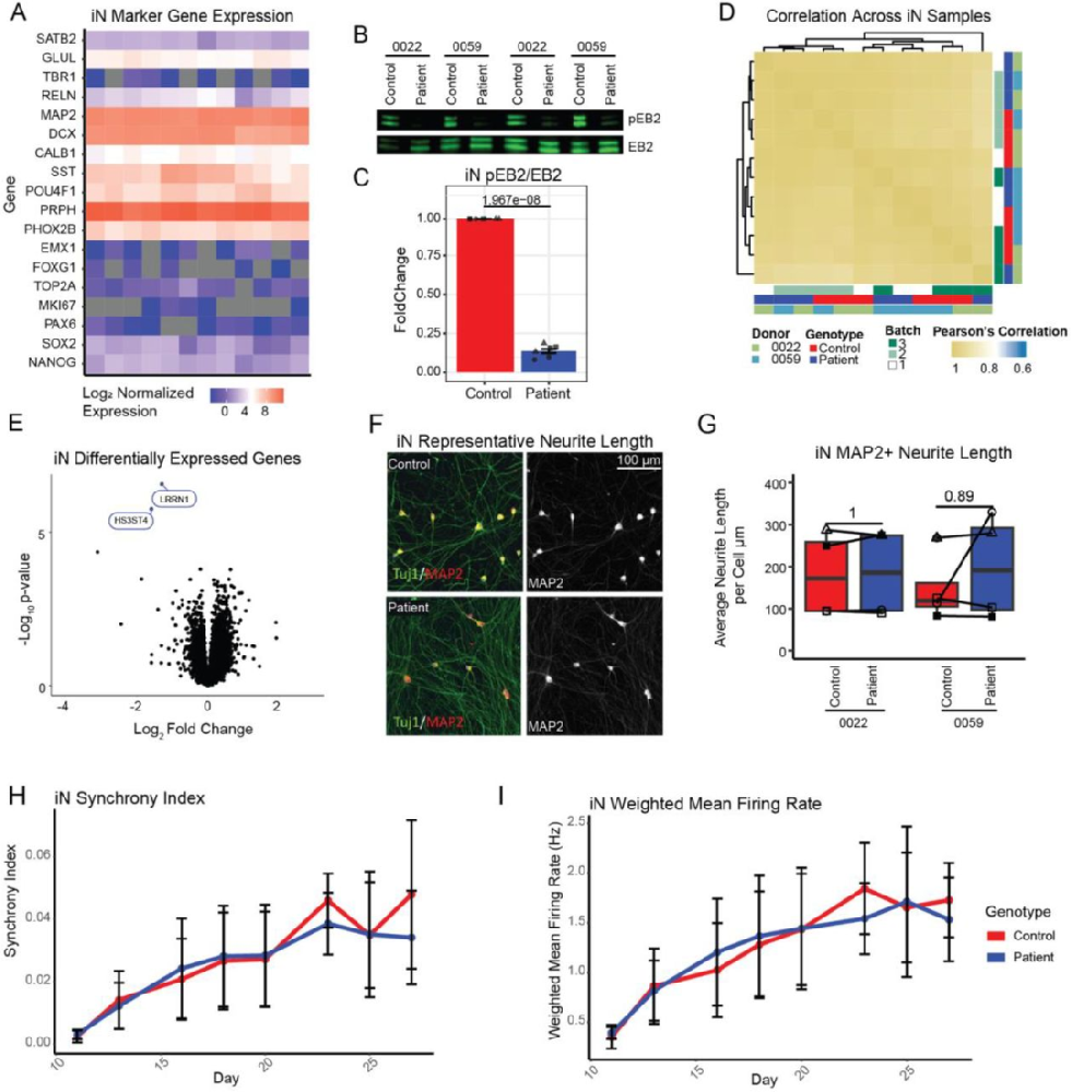 图 1：NGN2 诱导神经元(iNs)的分子特征与功能缺失