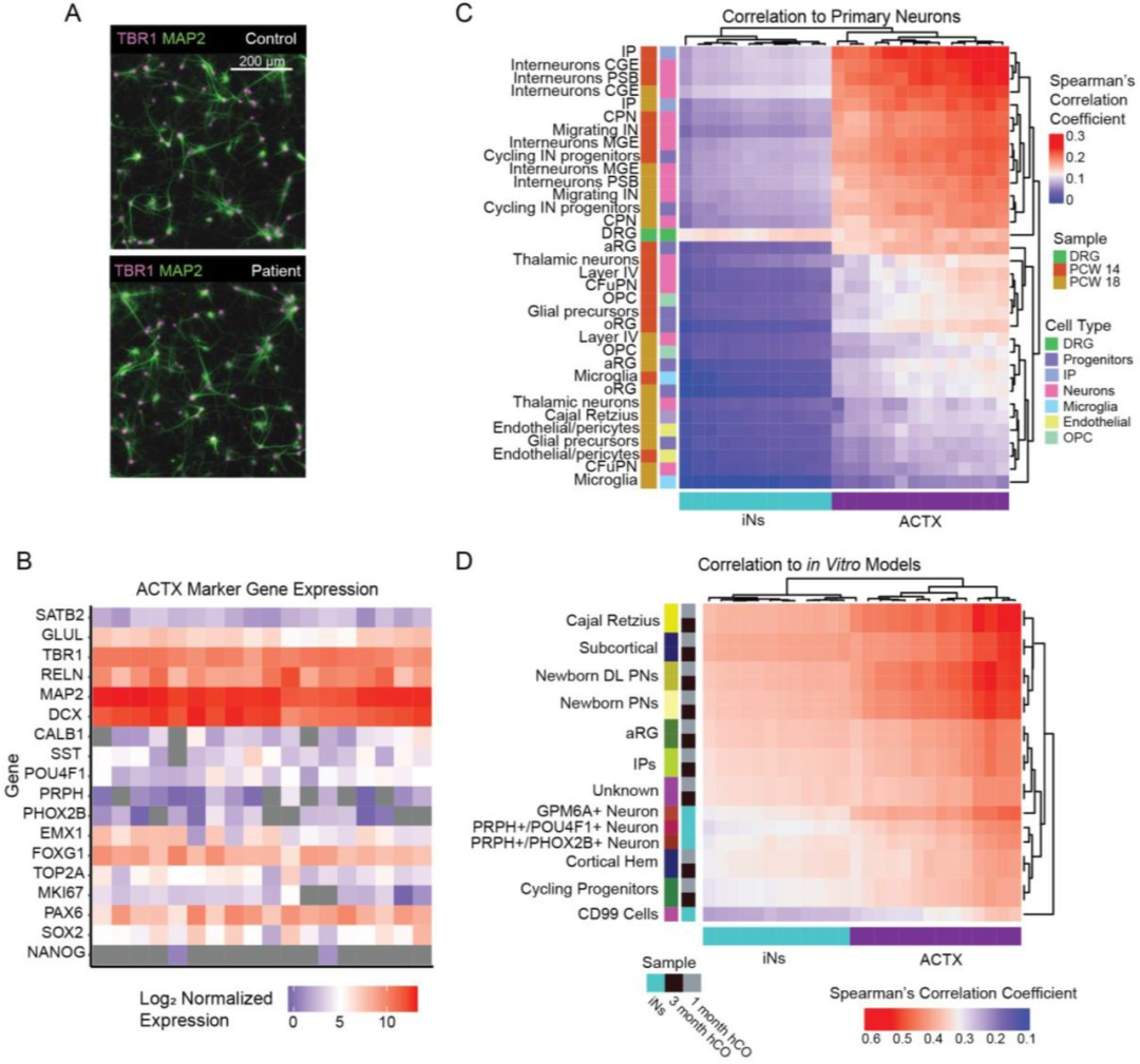 图 2：ACTX 神经元的皮质身份验证