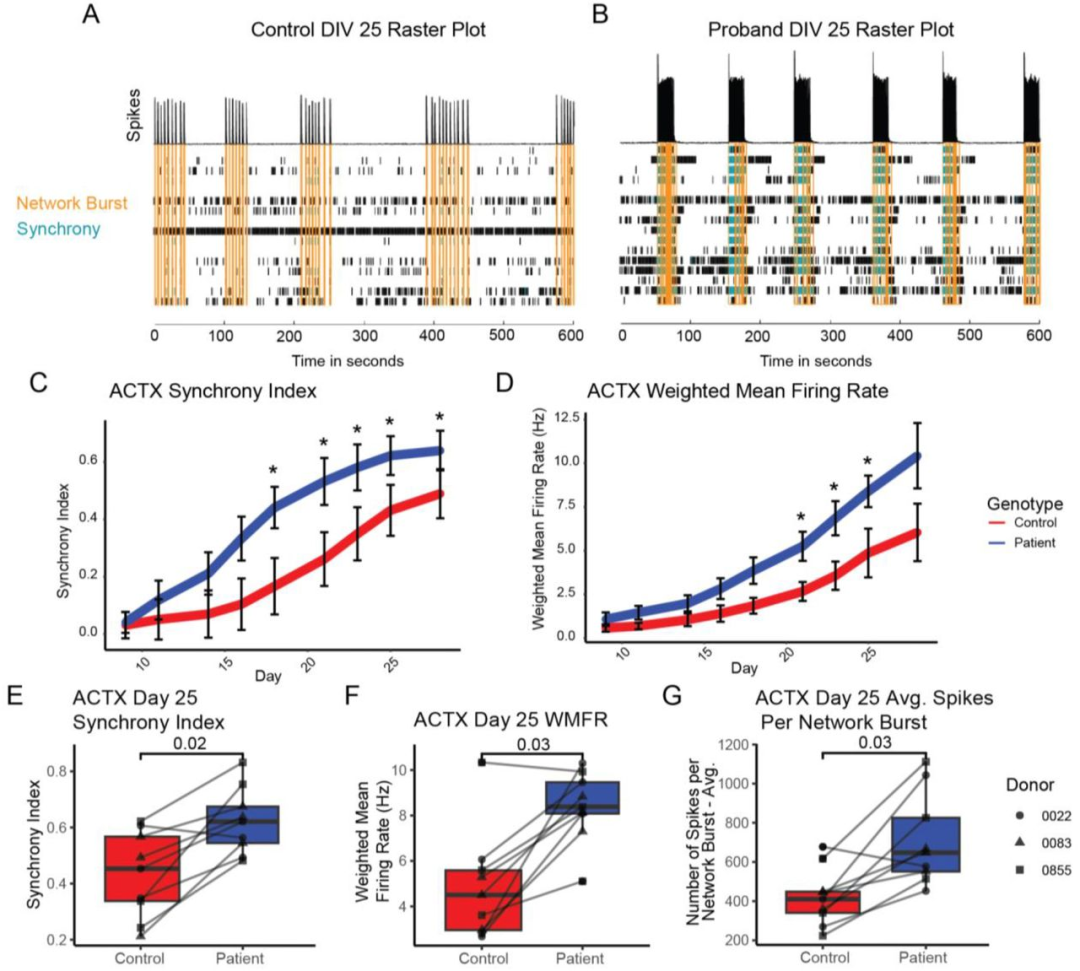 图 5：ACTX 神经元的早期网络高兴奋性