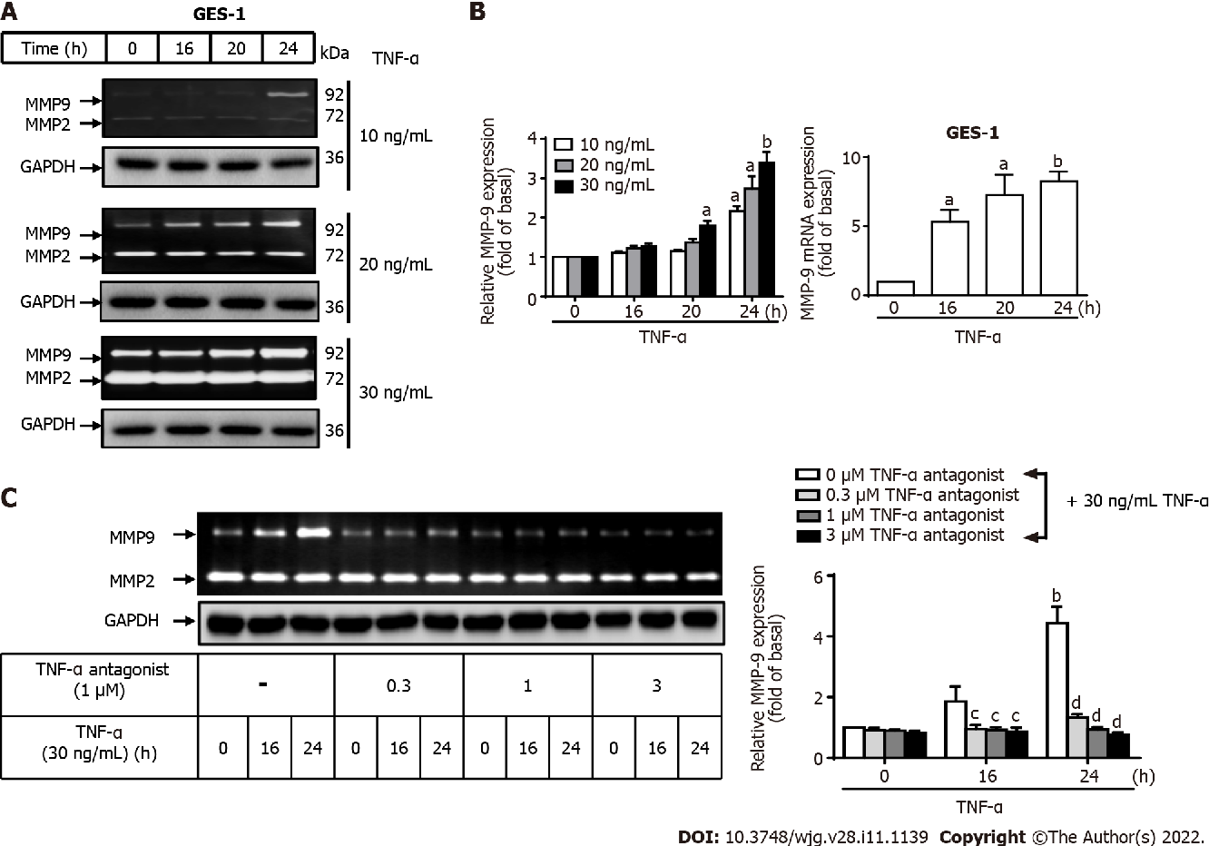 图 2:TNF-α 通过 TNFR 诱导 GES-1 细胞中 MMP-9 的表达