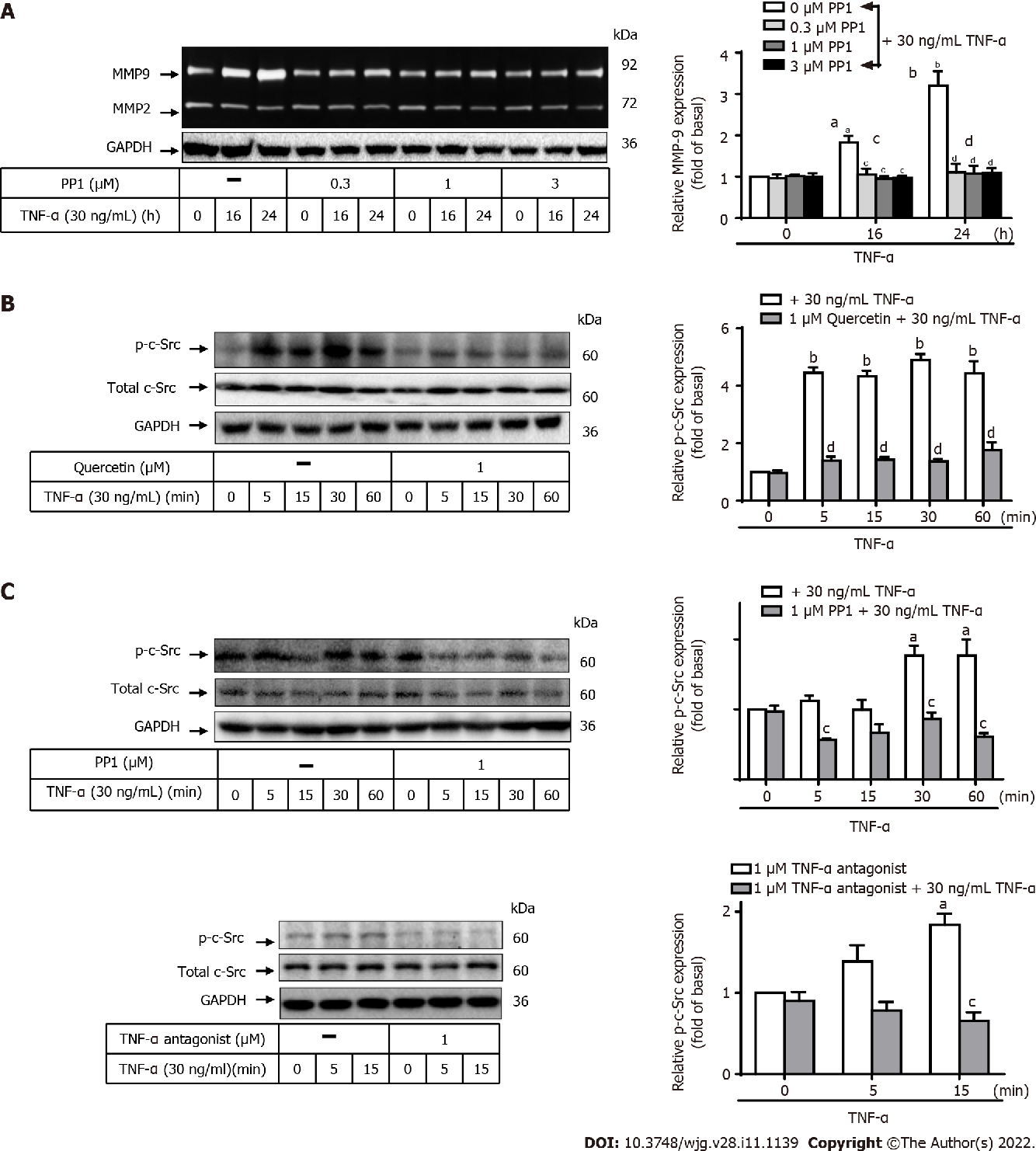 图 4:槲皮素通过抑制 c-Src 通路调控 TNF-α 诱导的 MMP-9 表达