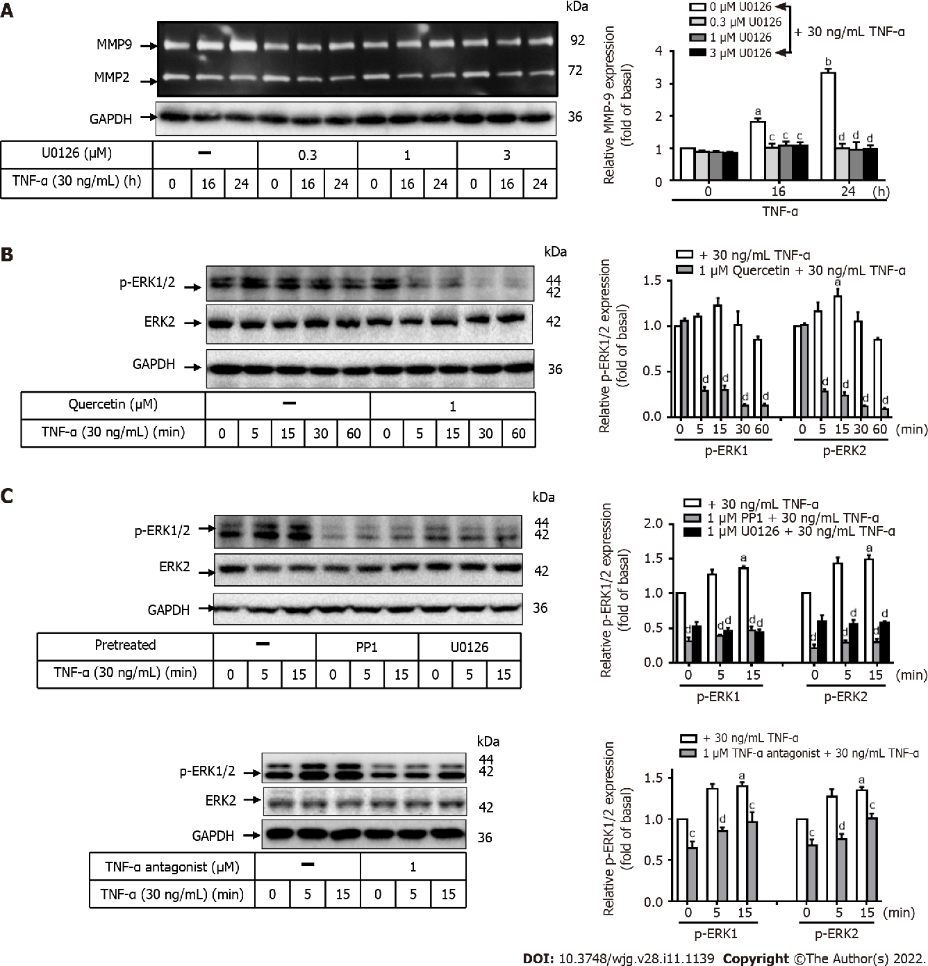 图 5:槲皮素通过抑制 ERK1/2 通路调控 TNF-α 诱导的 MMP-9 表达