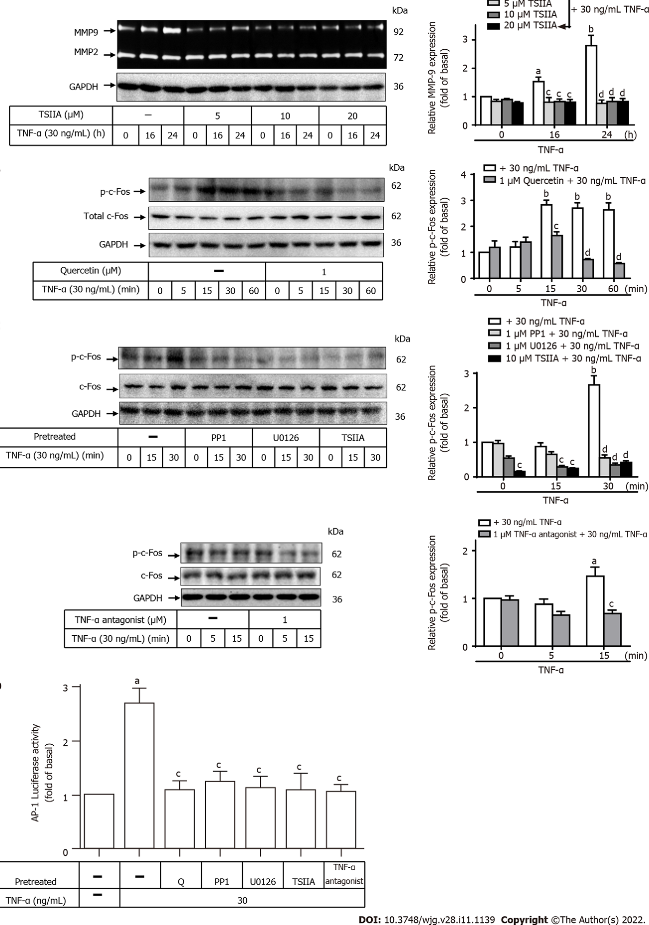 图 6:槲皮素通过抑制 c-Fos/AP-1 通路调控 TNF-α 诱导的 MMP-9 表达