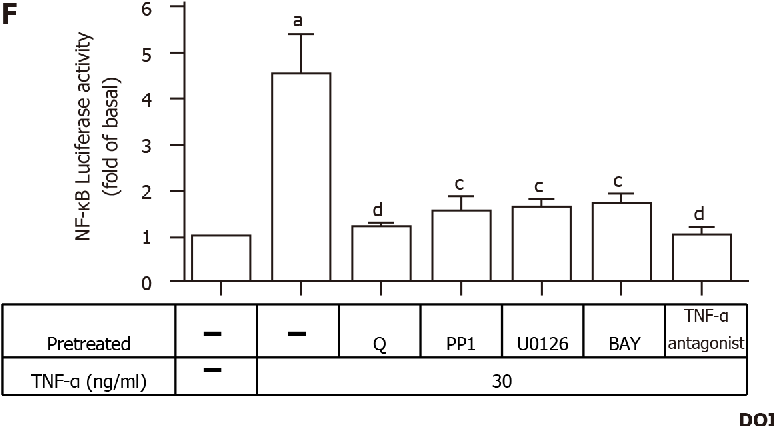 图 7:槲皮素通过抑制 NF-κB 通路调控 TNF-α 诱导的 MMP-9 表达