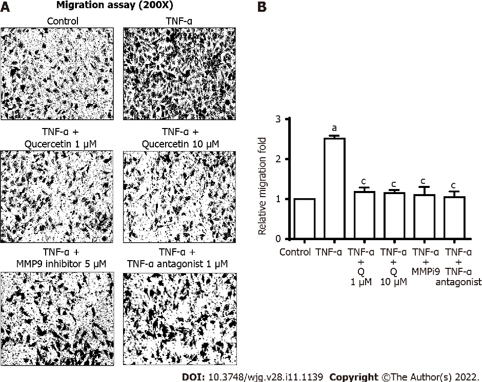 图 8:槲皮素抑制 TNF-α 诱导的 GES-1 细胞迁移