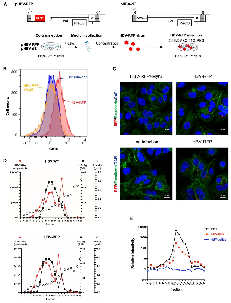 图1:表达红色荧光蛋白的 HBV-RFP 病毒的构建与鉴定