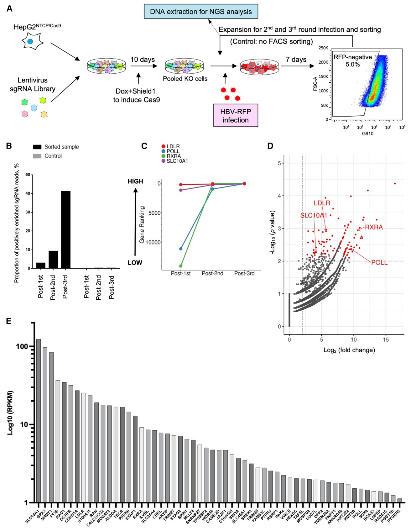 图2:全基因组 CRISPR 筛选鉴定 HBV 感染的宿主依赖基因