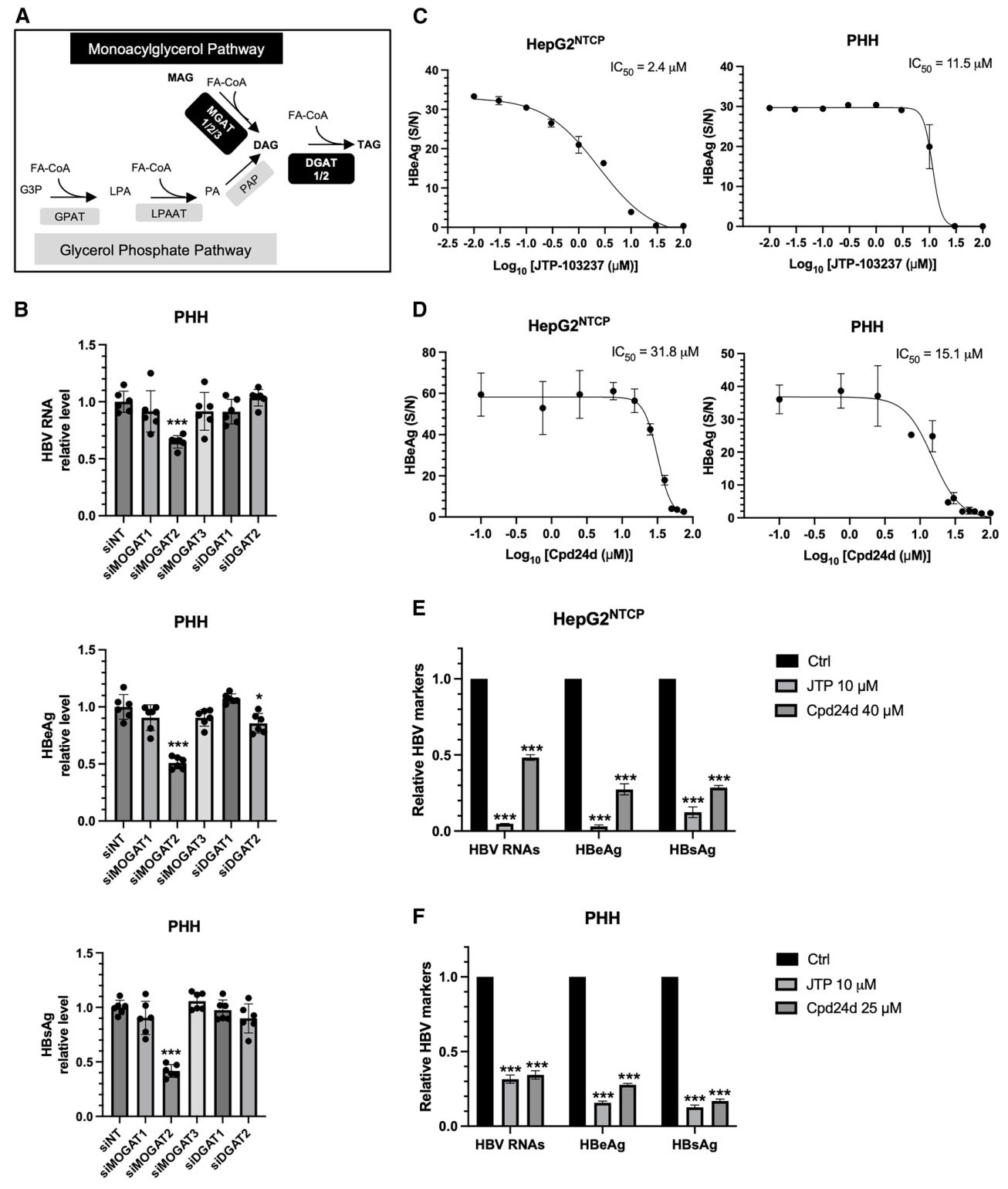 图4:MOGAT2 表达下调及抑制剂处理降低 HBV 感染相关标志物