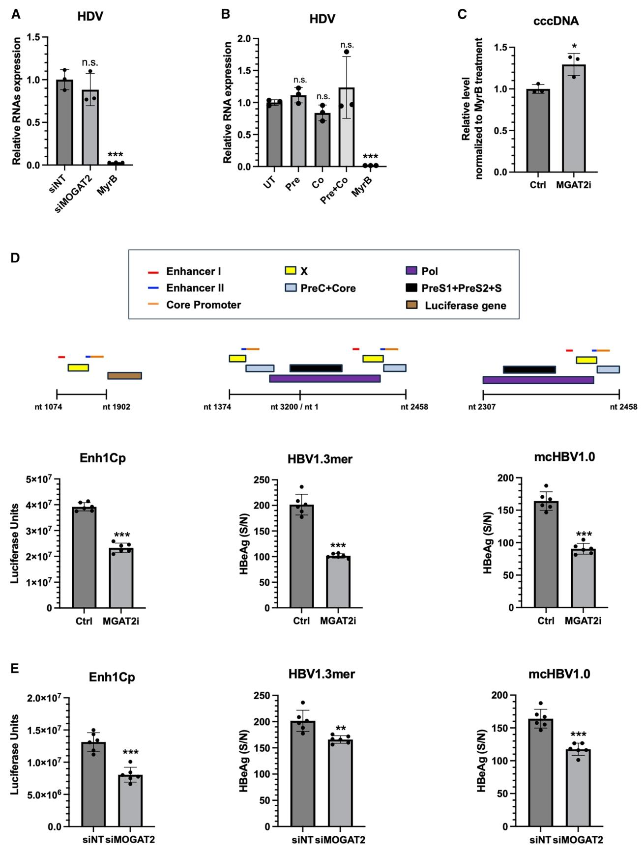图5:MOGAT2 在 HBV 生命周期中的作用阶段鉴定