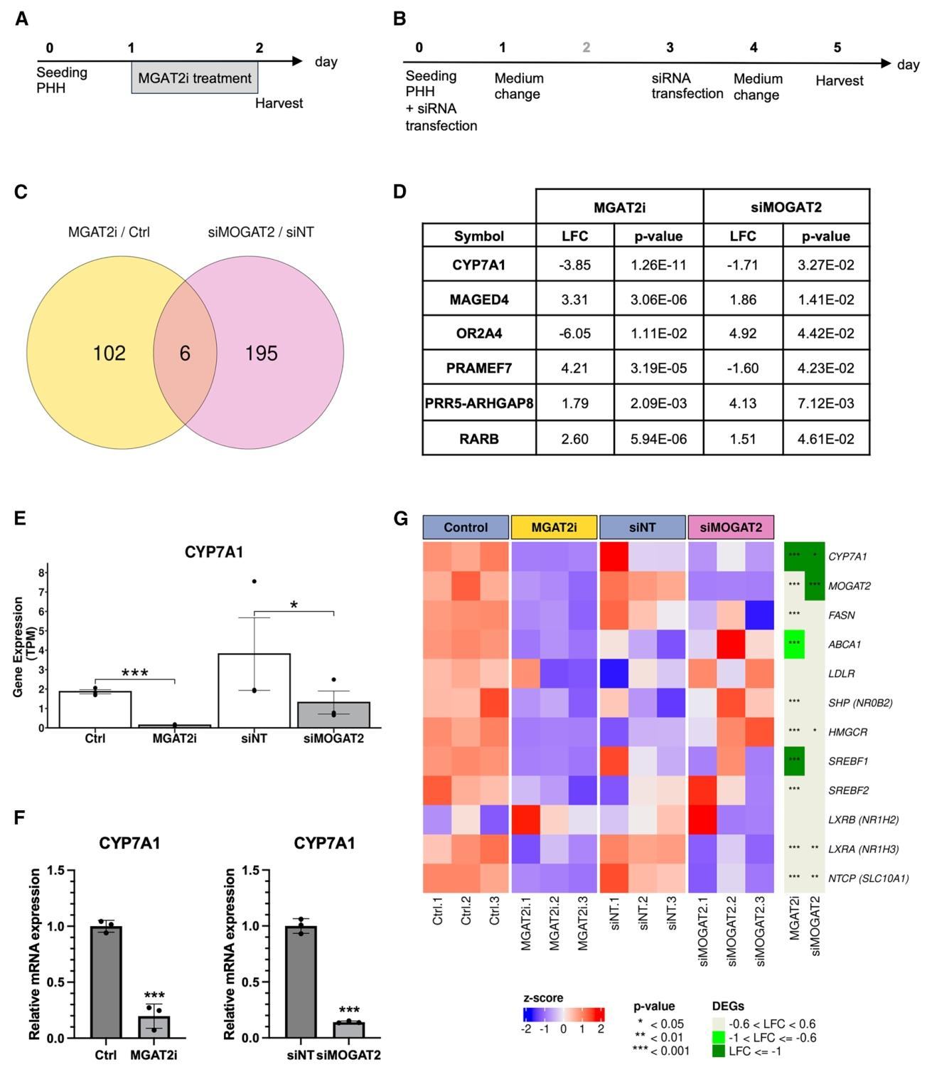 图6:MGAT2 抑制的原代人肝细胞转录组分析