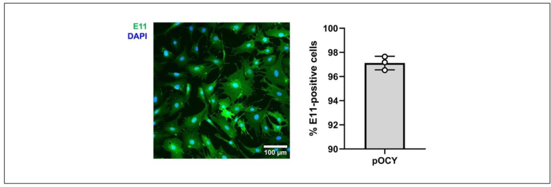 图4:原代骨细胞的 E11/podoplanin 特异性染色结果