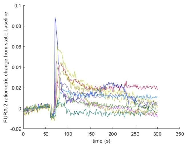 图5:原代骨细胞实时钙成像的原始响应数据