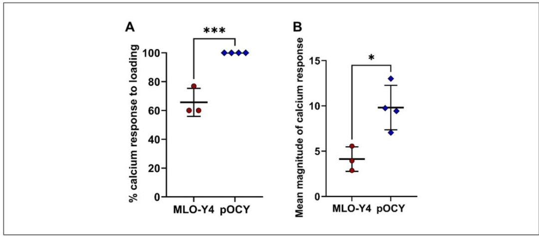 图6:原代骨细胞与 MLO-Y4 细胞的钙响应对比