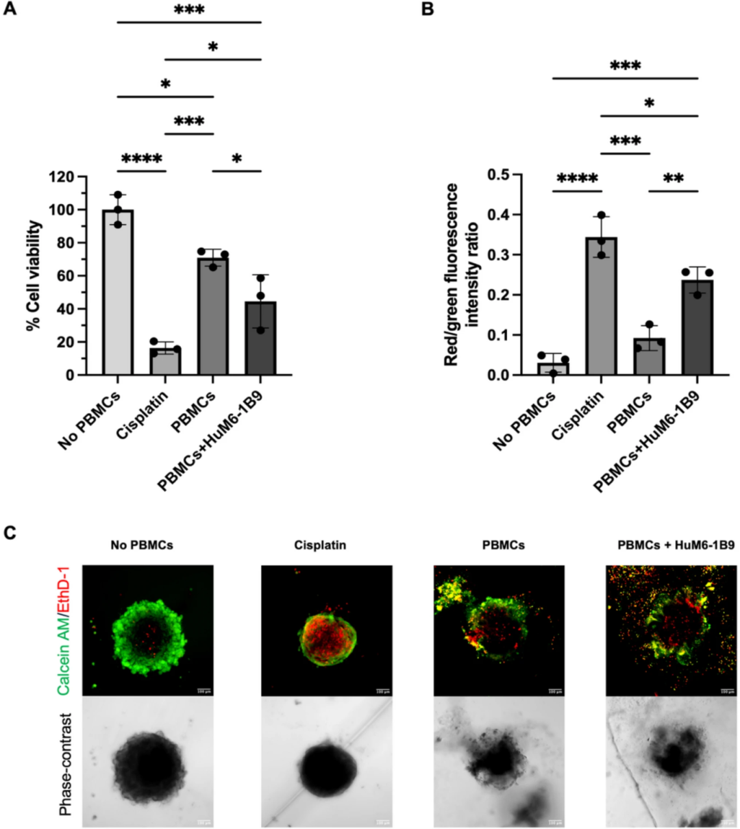 图3：HuM6-1B9 增强 PBMC 对 TNBC 球状体的 ADCC