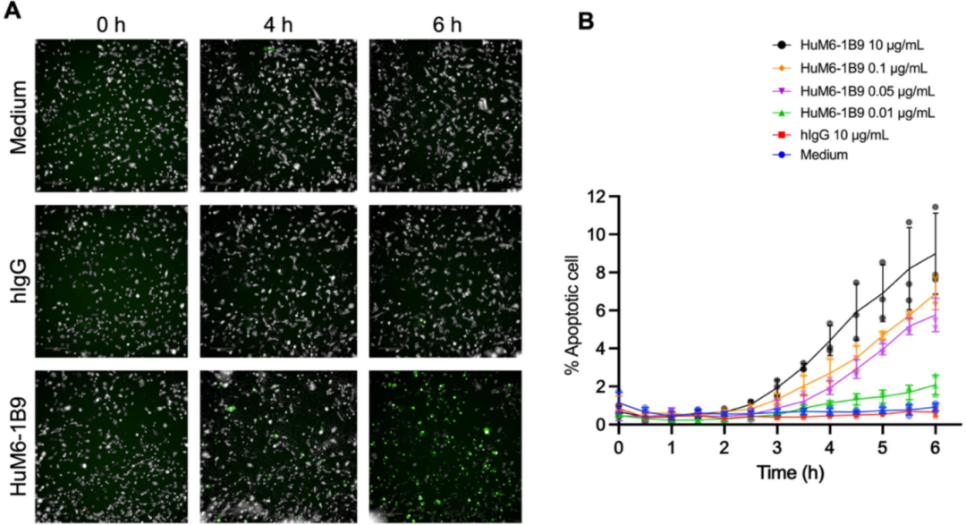 图6：HuM6-1B9 诱导 NK 介导的 TNBC 凋亡