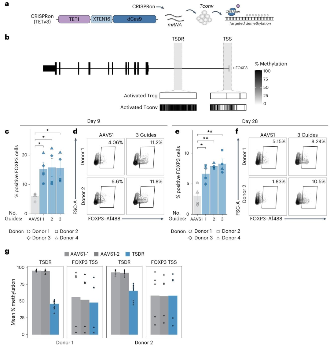 图4：CRISPRon 靶向增强子激活 FOXP3