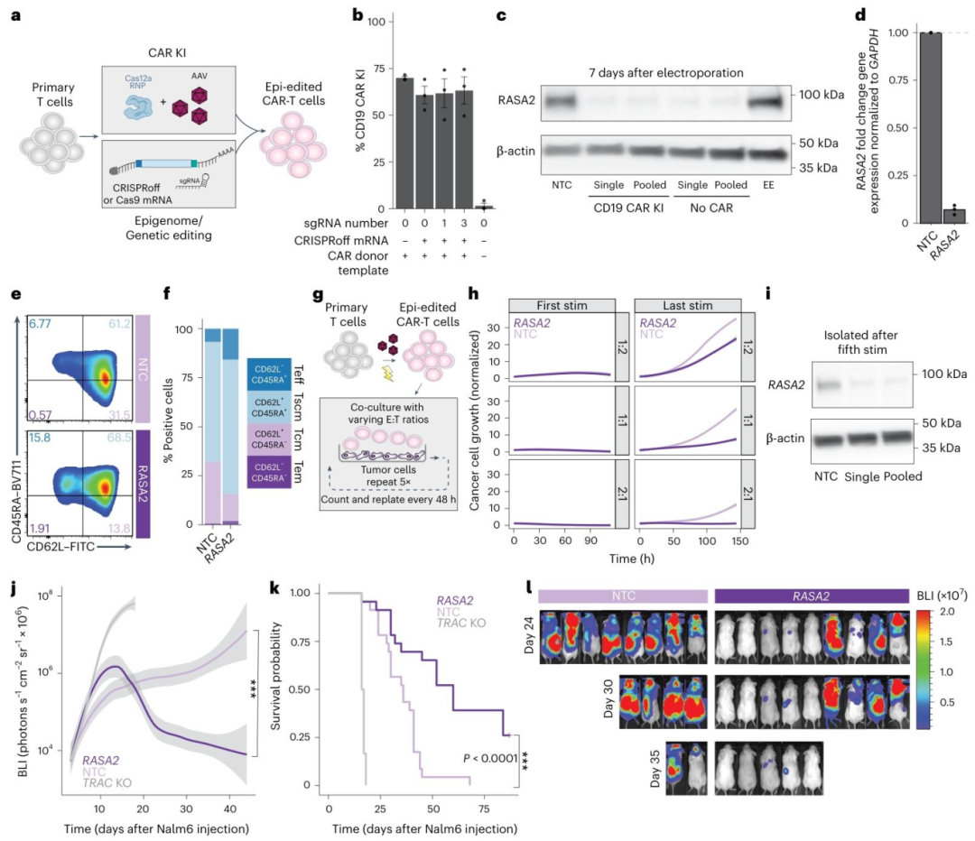 图5：遗传 + 表观整合编辑优化 CAR-T 功能