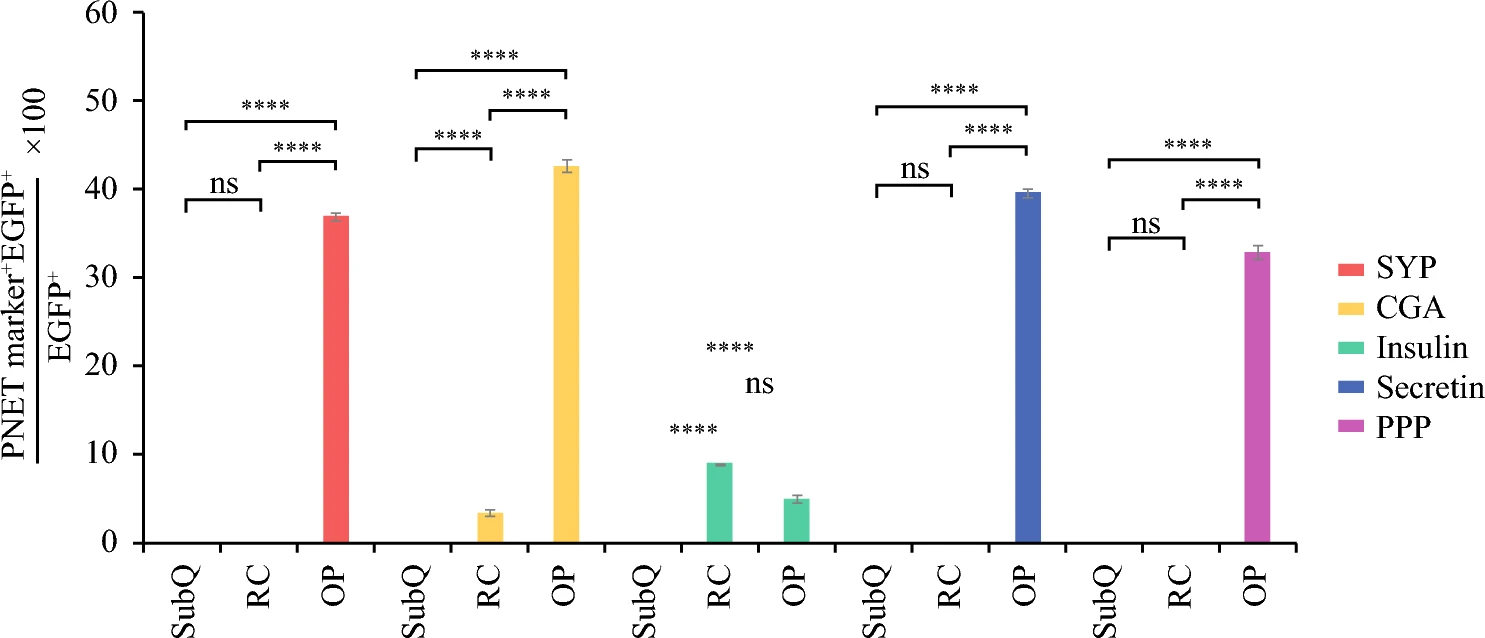 图6：双标记 STC-1 细胞的谱系追踪分析