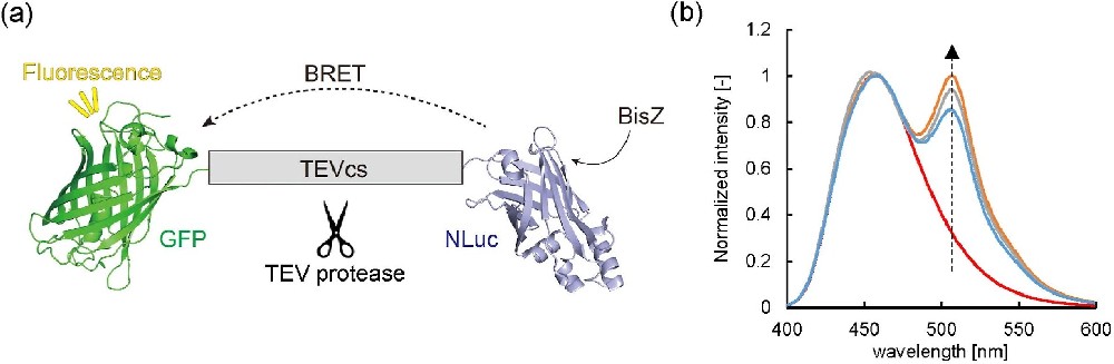 图1:蛋白酶敏感型 BRET 底物的设计与光谱表征