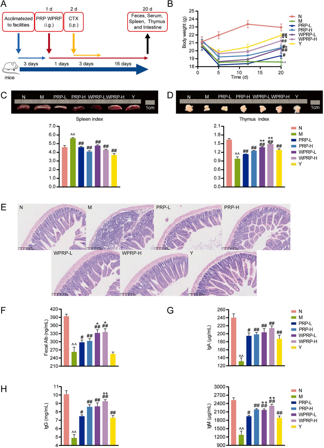 图6 | PRP和WPRP改善CTX诱导的免疫抑制小鼠症状