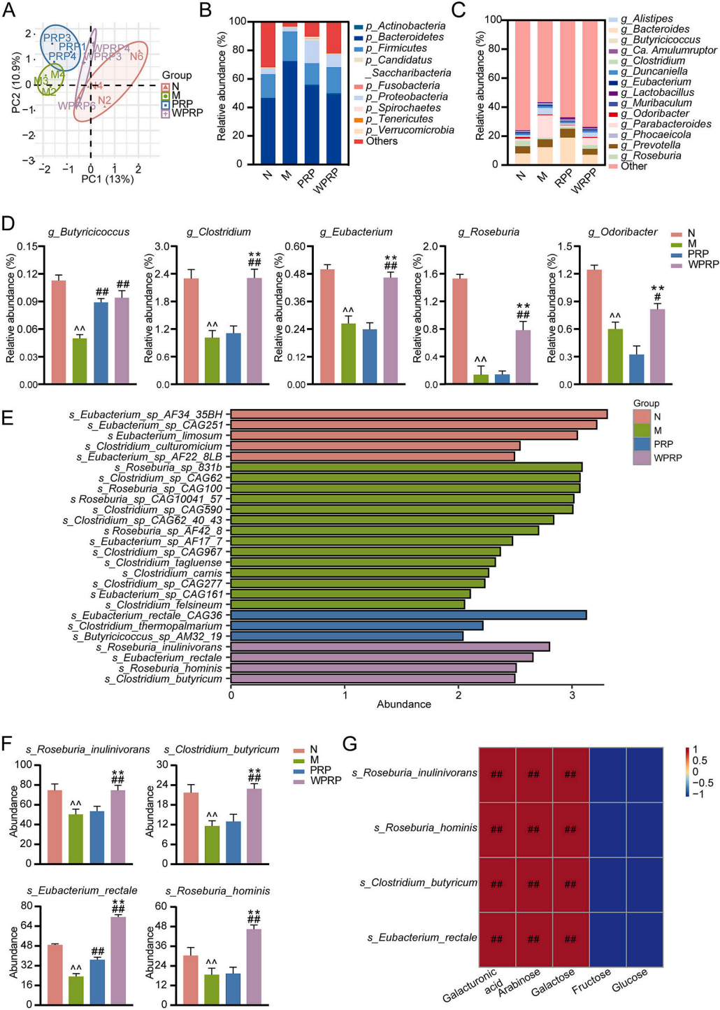 图7 | PRP和WPRP增加免疫抑制小鼠中产丁酸菌的丰度