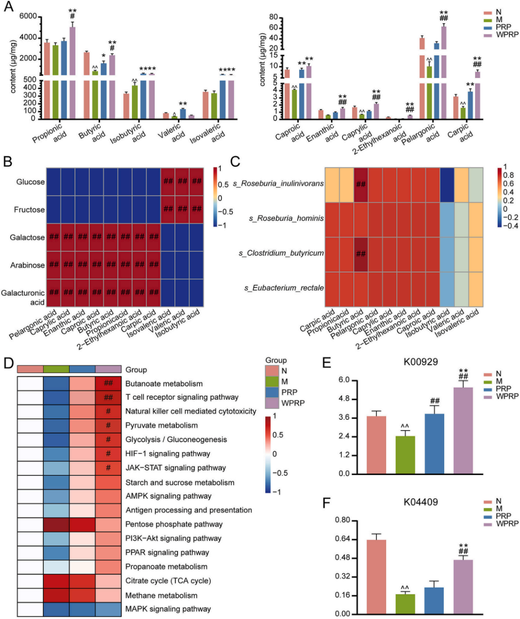 图8 | PRP和WPRP影响免疫抑制小鼠肠道丁酸水平和丁酸代谢