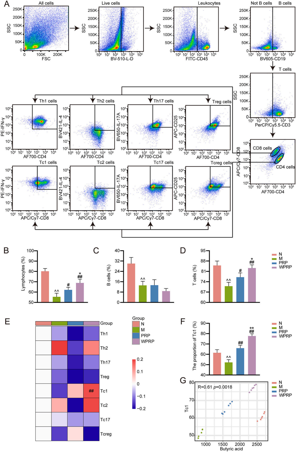 图9 | PRP和WPRP通过调节Tc1细胞亚群改善免疫抑制