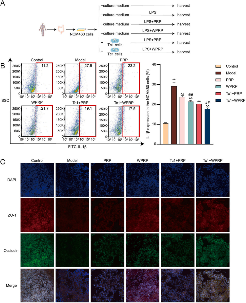 图10 | PRP和WPRP通过调节Tc1细胞增强抗炎作用和肠道屏障修复