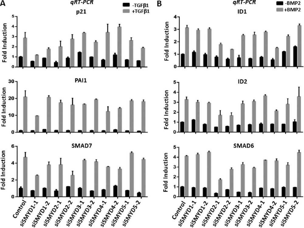 图1：基于 siRNA 的筛选揭示 SMYD2 在 BMP2 诱导的靶基因表达中的特异性作用