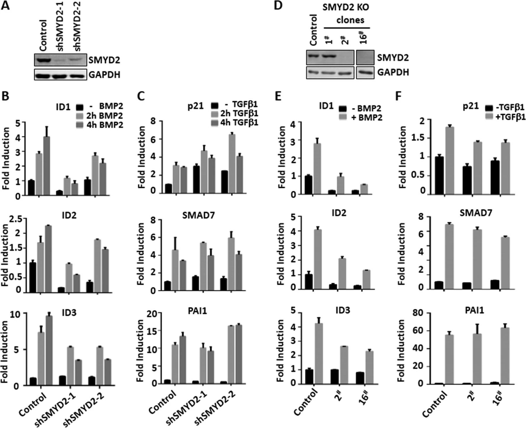 图2：验证 SMYD2 在调控 BMP 而非 TGF-β 信号通路中的作用