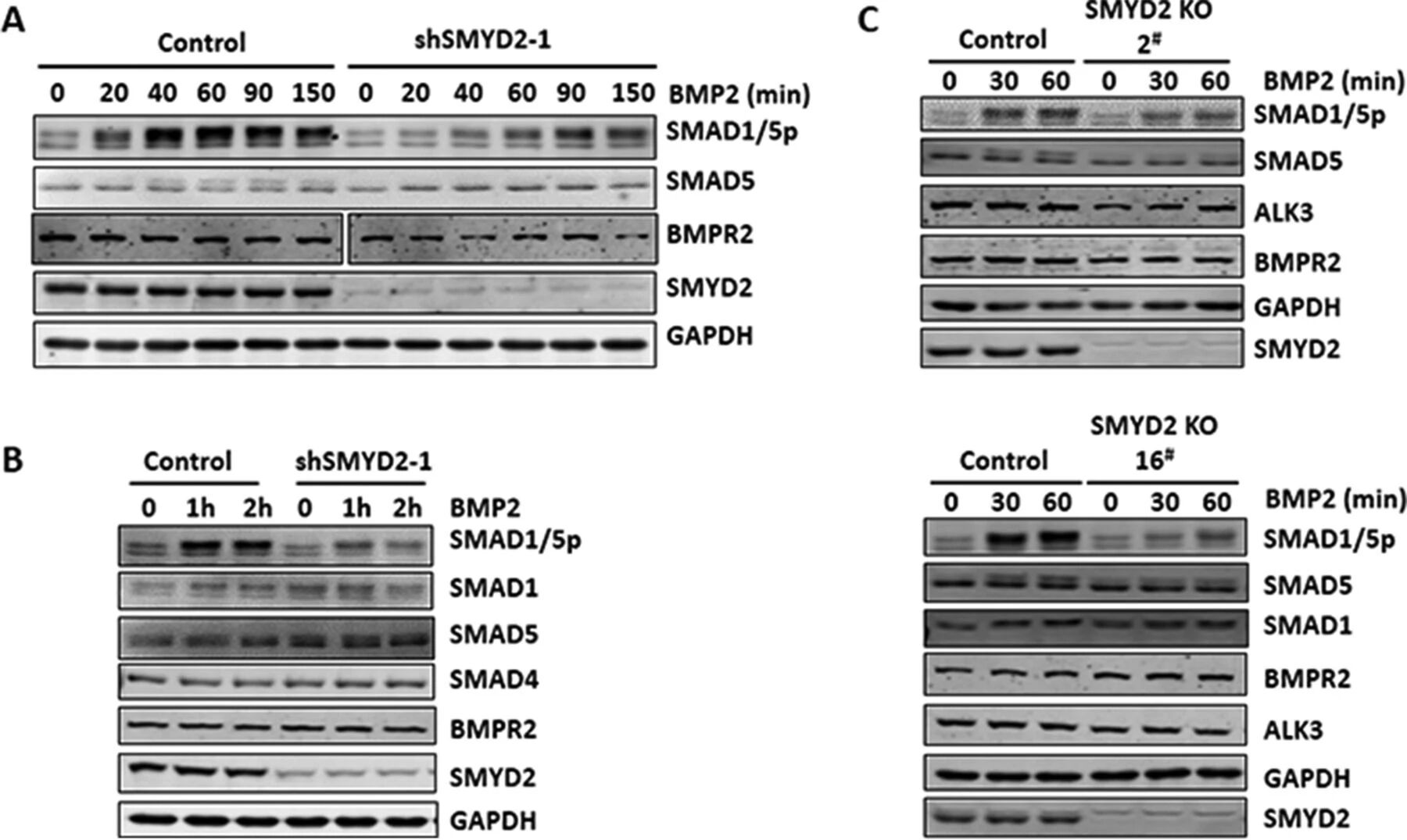 图3：SMYD2 敲低或敲除抑制 BMP2 诱导的 SMAD1/5 磷酸化
