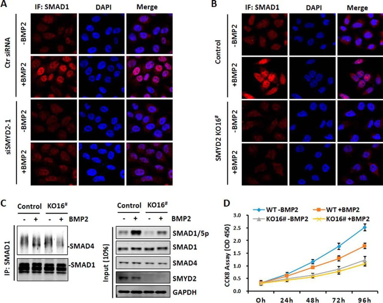 图4：SMYD2 敲低或敲除抑制 BMP2 诱导的 SMAD1/5 核转位、与 SMAD4 的结合及细胞增殖抑制