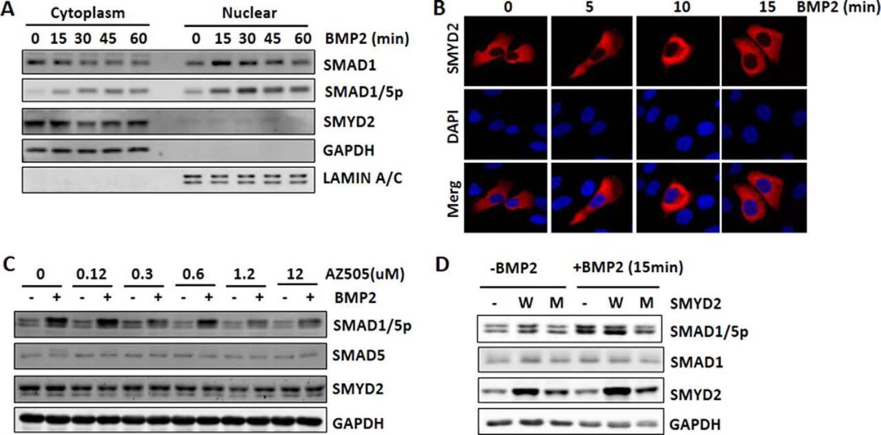 图5：SMYD2 在细胞质中以 KMT 活性依赖的方式调控 BMP 信号转导