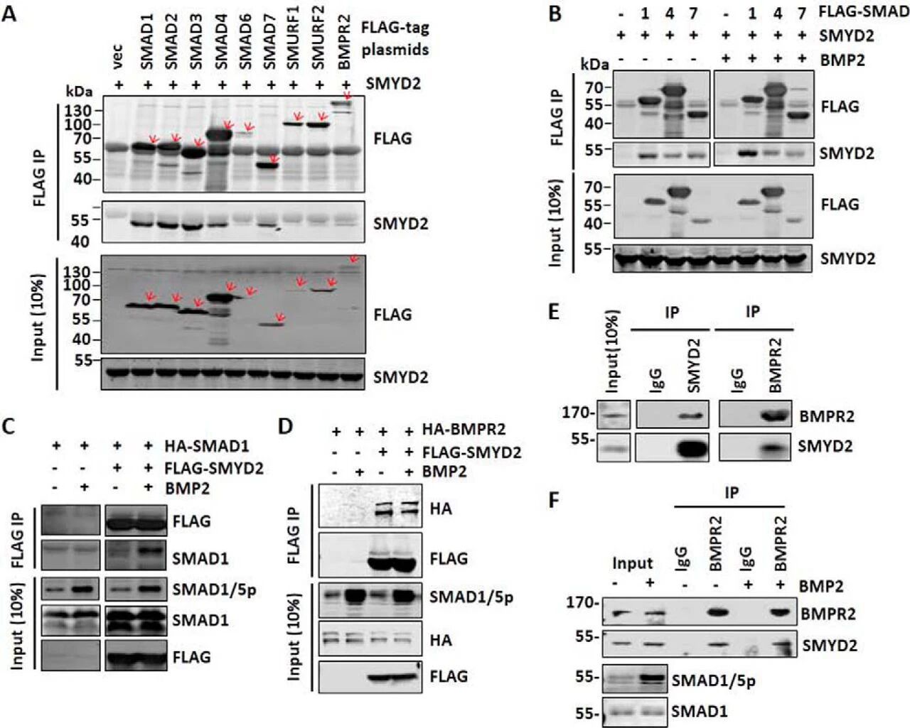 图6：SMYD2 与 TGF-β/BMP 信号通路的多个组分相互作用