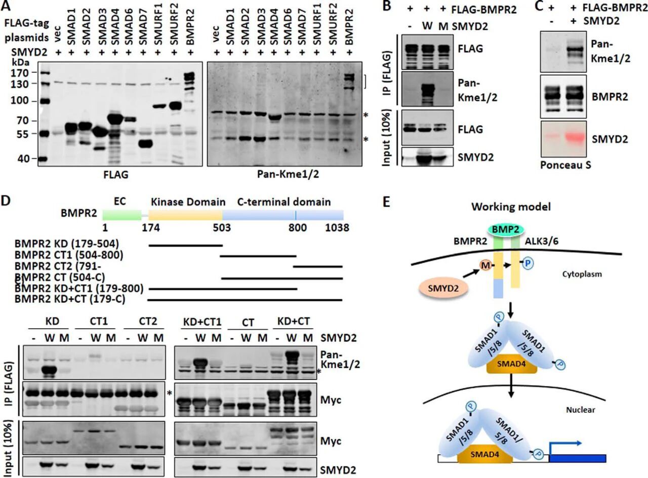 图7：SMYD2 特异性甲基化 BMPR2 的激酶结构域