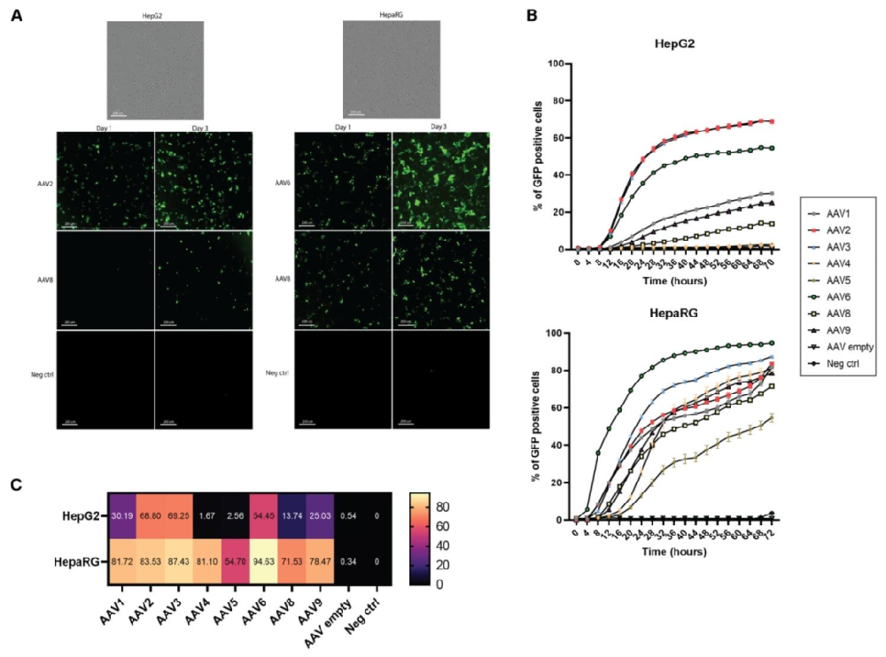 图 1：AAV 在 HepG2 与 HepaRG 细胞系中的转导效率分析