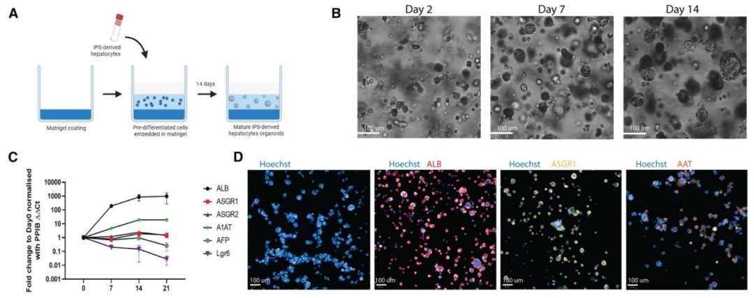 图 2：iPSC 衍生肝类器官的建立与表征