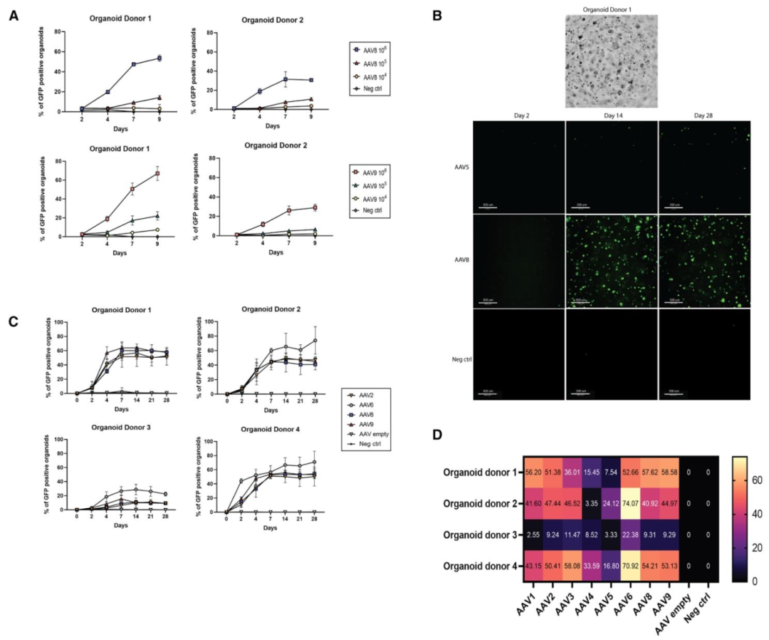 图 3：AAV 在 iPSC 衍生肝类器官中的转导效率分析