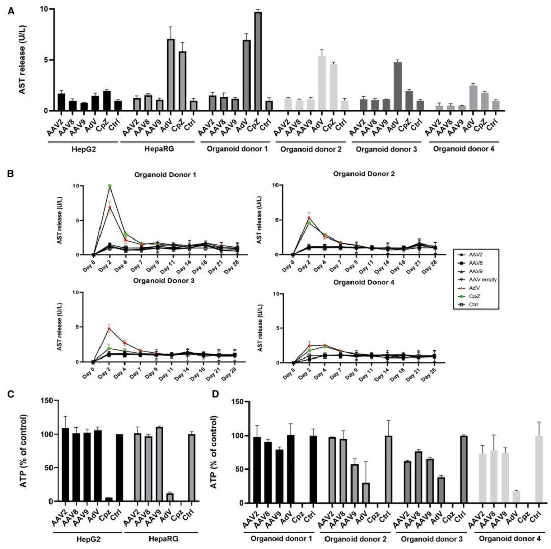 图 4：各肝脏模型中 AAV 的肝毒性评估