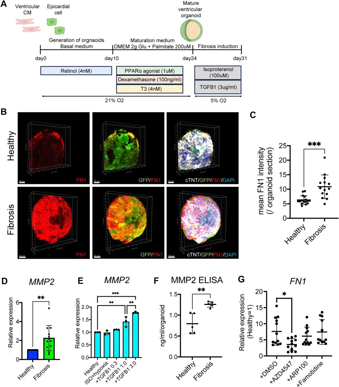 图 3:iPSC 心肌类器官纤维化模型的验证