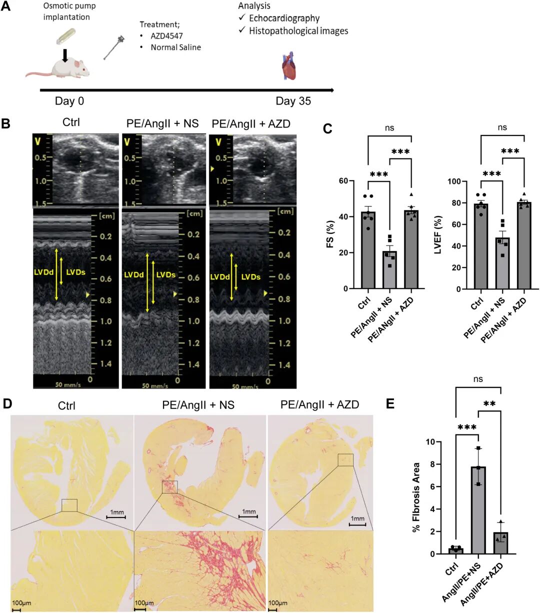 图 6:AZD4547 在小鼠模型中的心脏保护效果