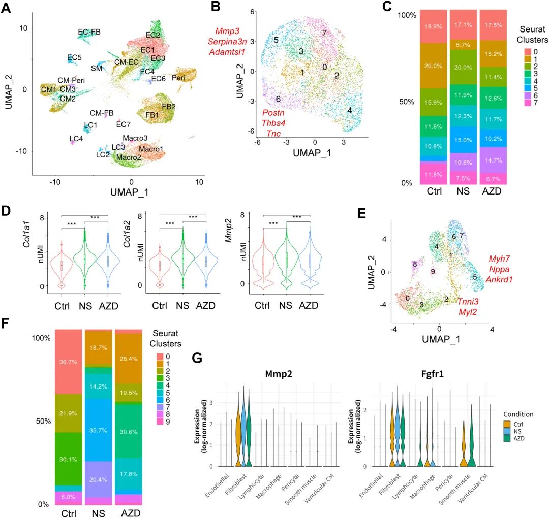 图 7:小鼠心肌单细胞亚群分析